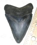 Venice Megalodon Tooth